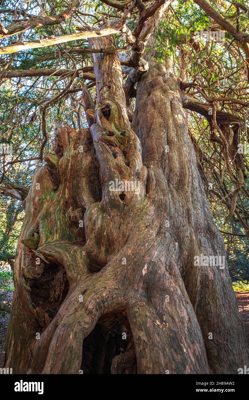 Vue vers le haut et l'ancien Yew Tree dans la réserve naturelle de Kingley Vale, West Sussex. Banque D'Images