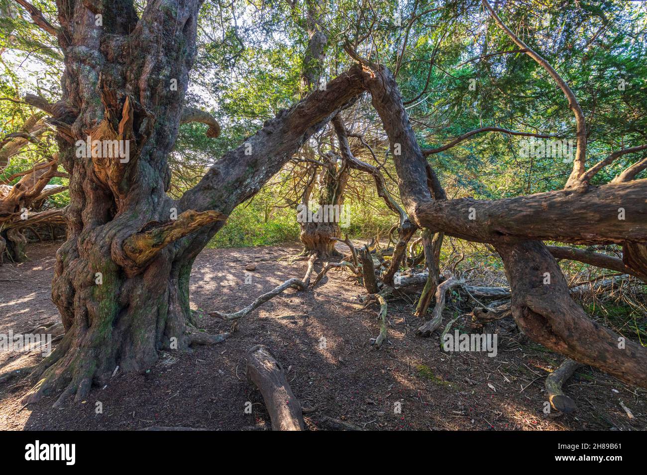 Une branche cassée sur un ancien Yew Tree, dans la réserve naturelle de Kingley Vale, West Sussex, Royaume-Uni. Banque D'Images