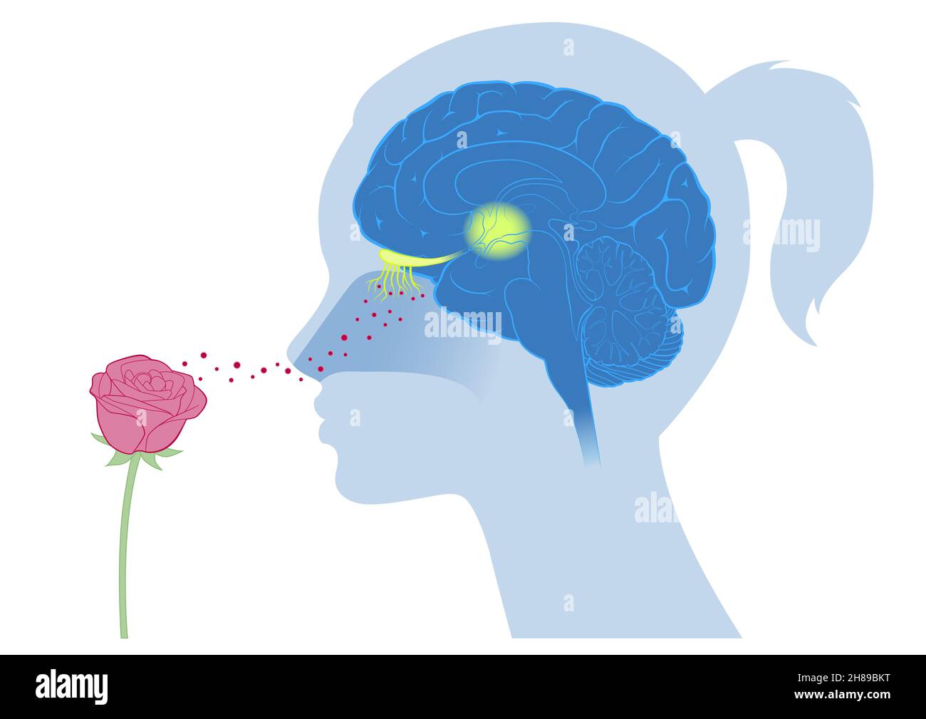 Cerveau odeur fleur Banque D'Images