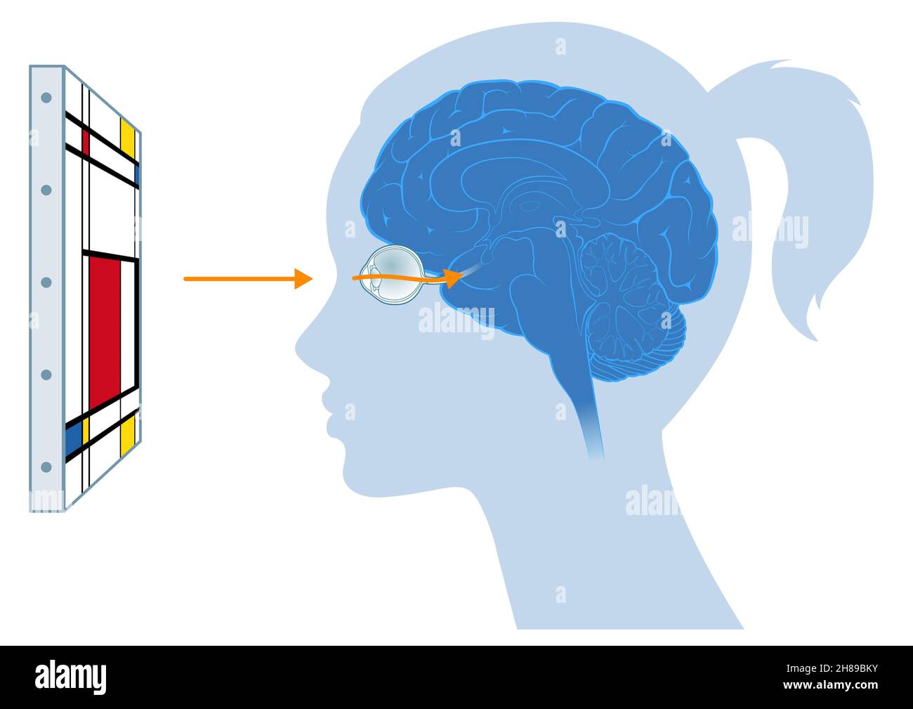 Vision du cerveau Banque D'Images