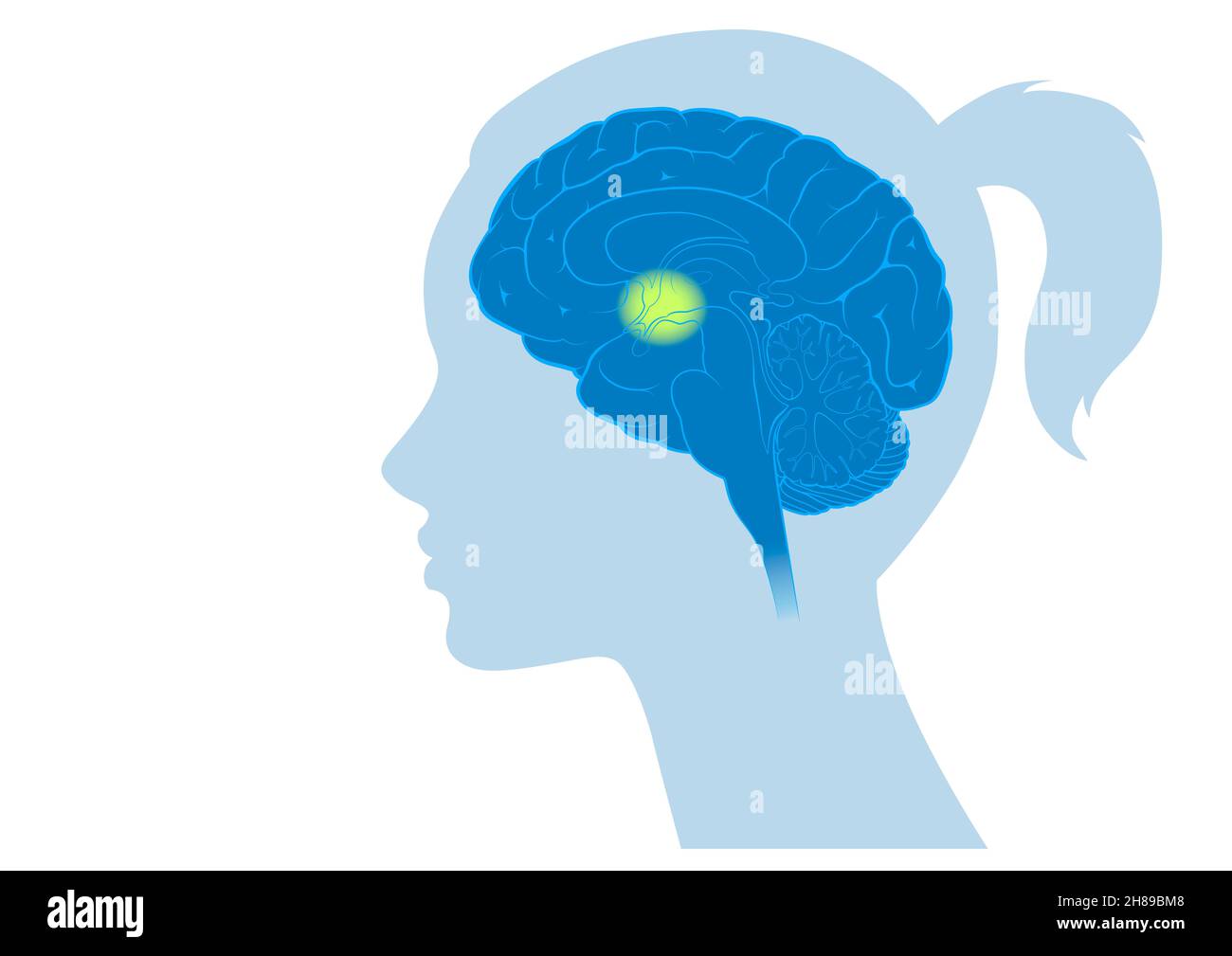 Cerveau hypothalamus Banque D'Images