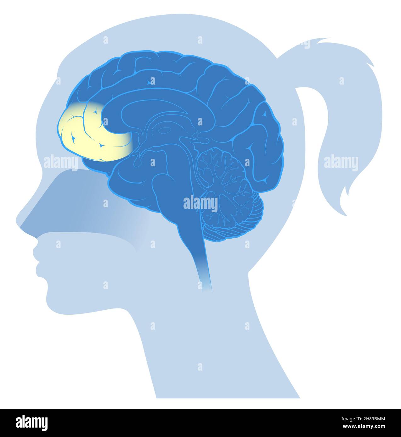 Odeur de la zone du cerveau Banque D'Images