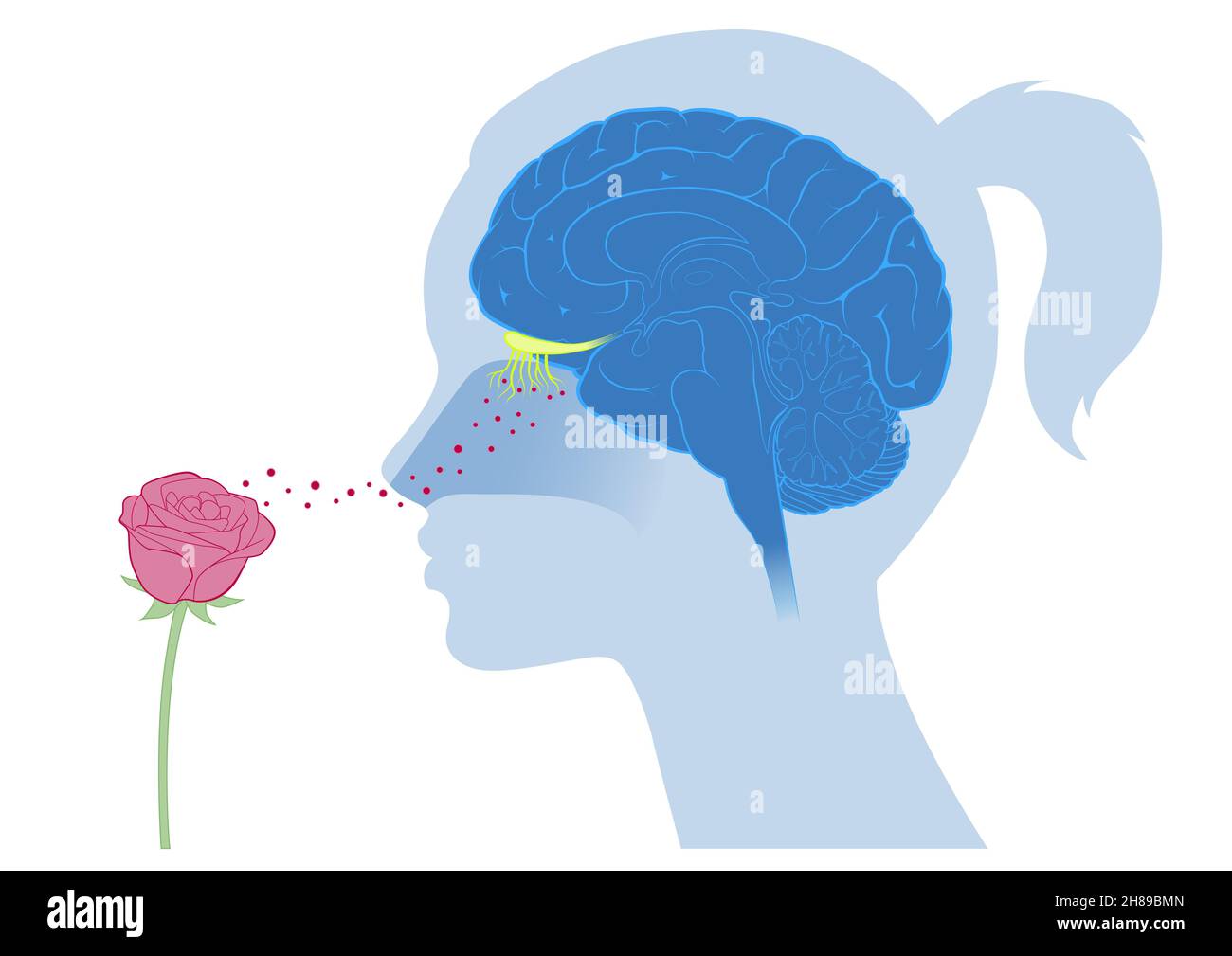 Cerveau odeur fleur Banque D'Images