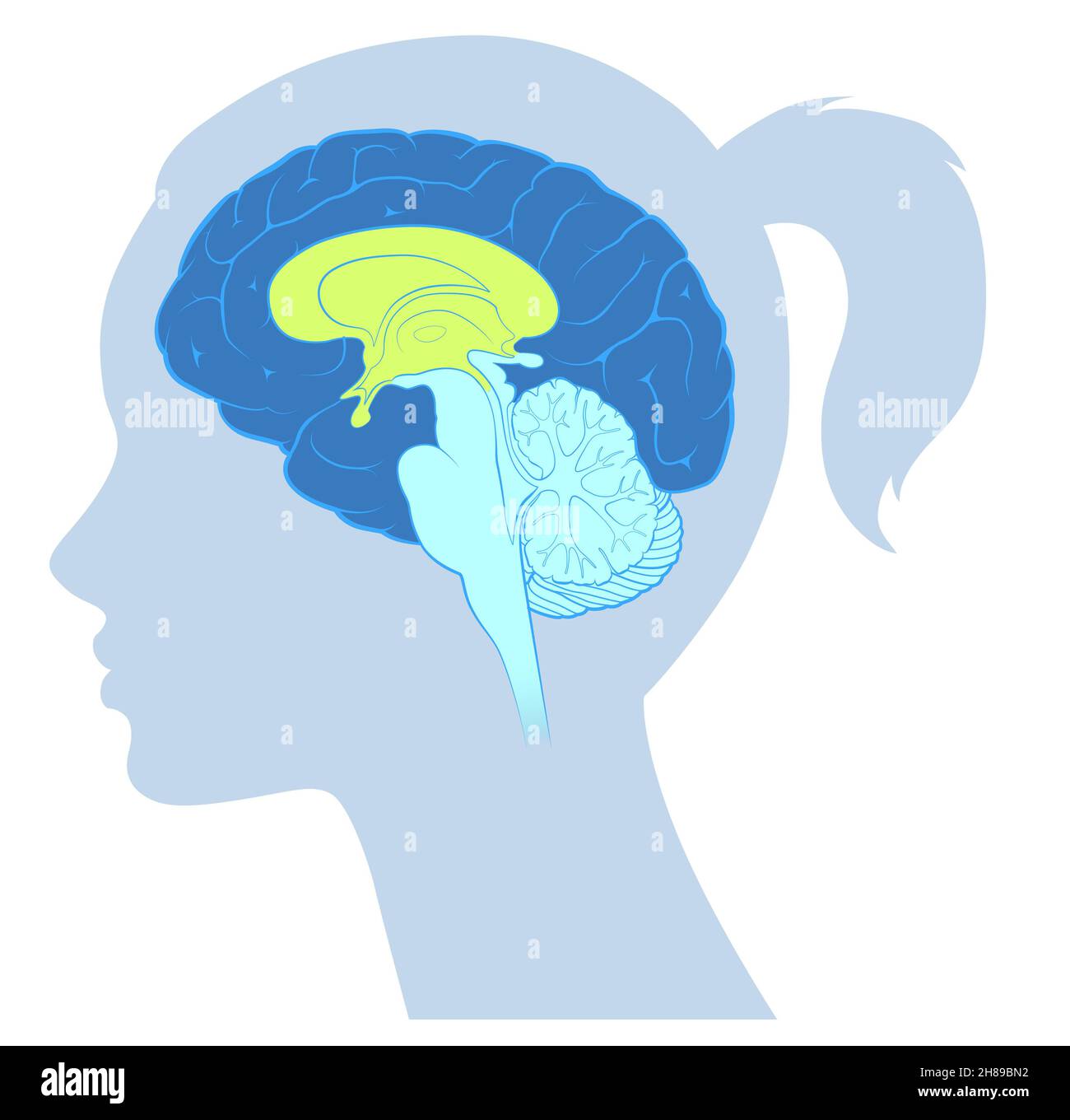 Cerveau Banque D'Images