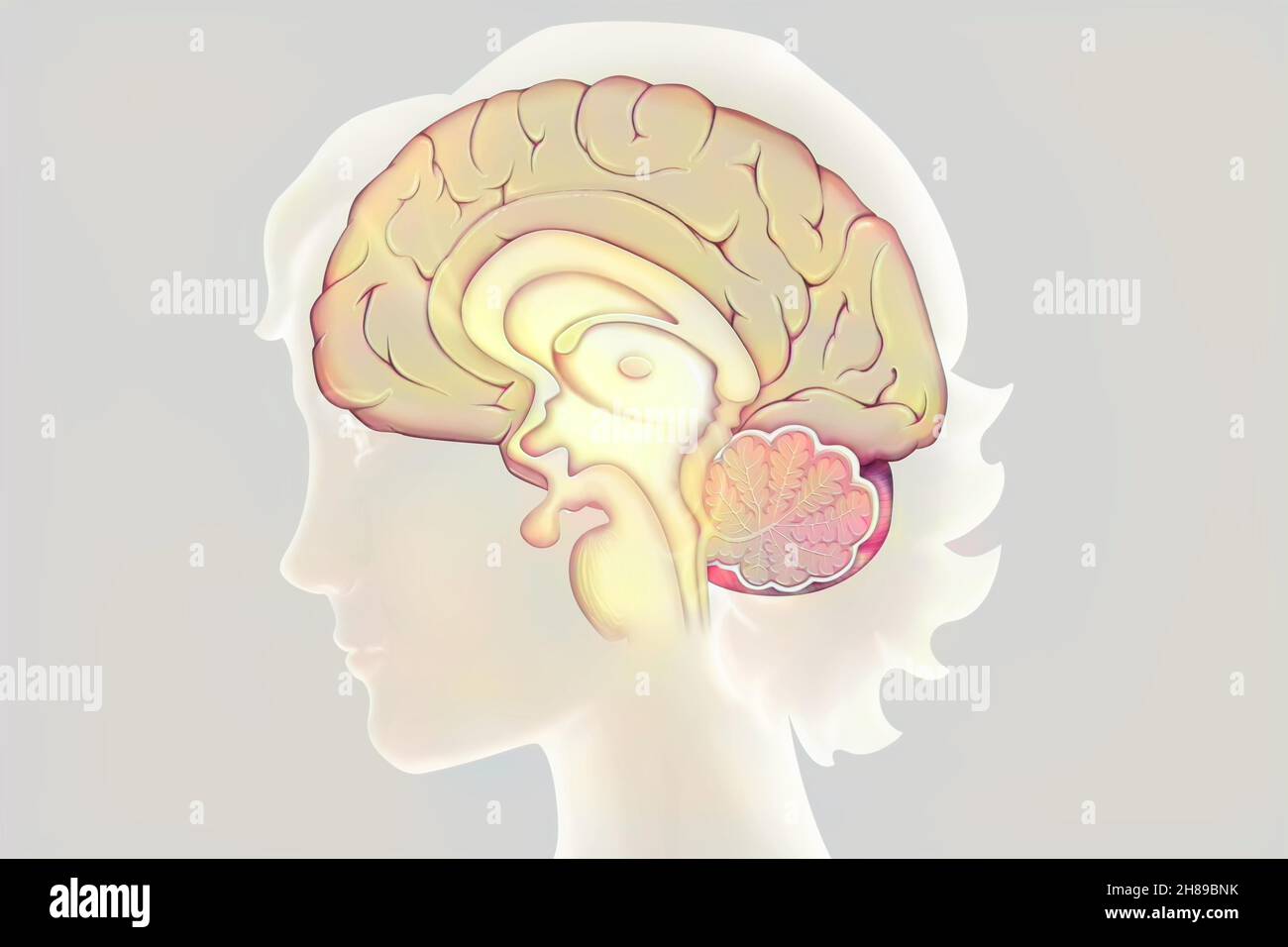 Cerveau, dessin Banque D'Images