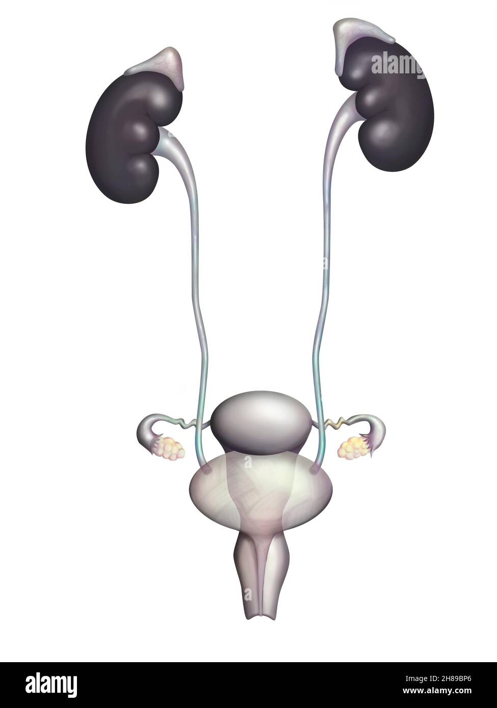 Appareil génito-urinaire féminin Banque D'Images