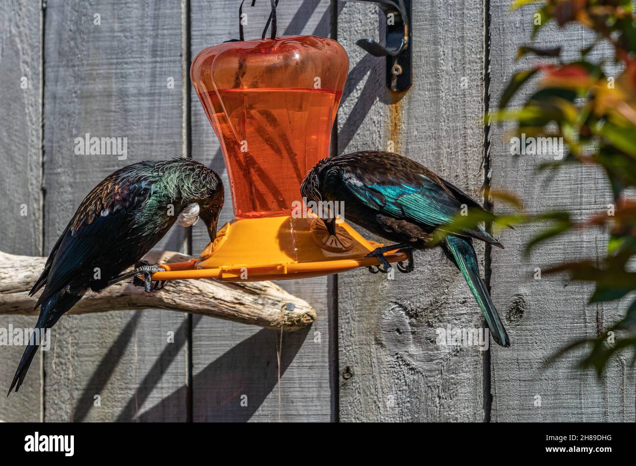 Paire de TUI sur le Garden Feeder Banque D'Images