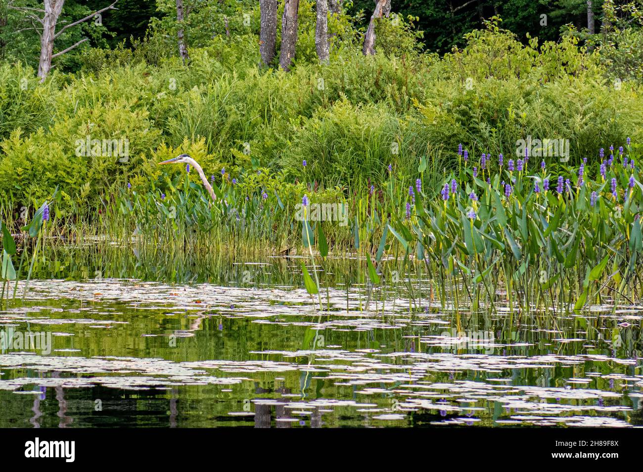 Un grand héron bleu se cachant parmi l'herbe et les mauvaises herbes de pickerell dans la rivière Tully à Royalston, ma Banque D'Images