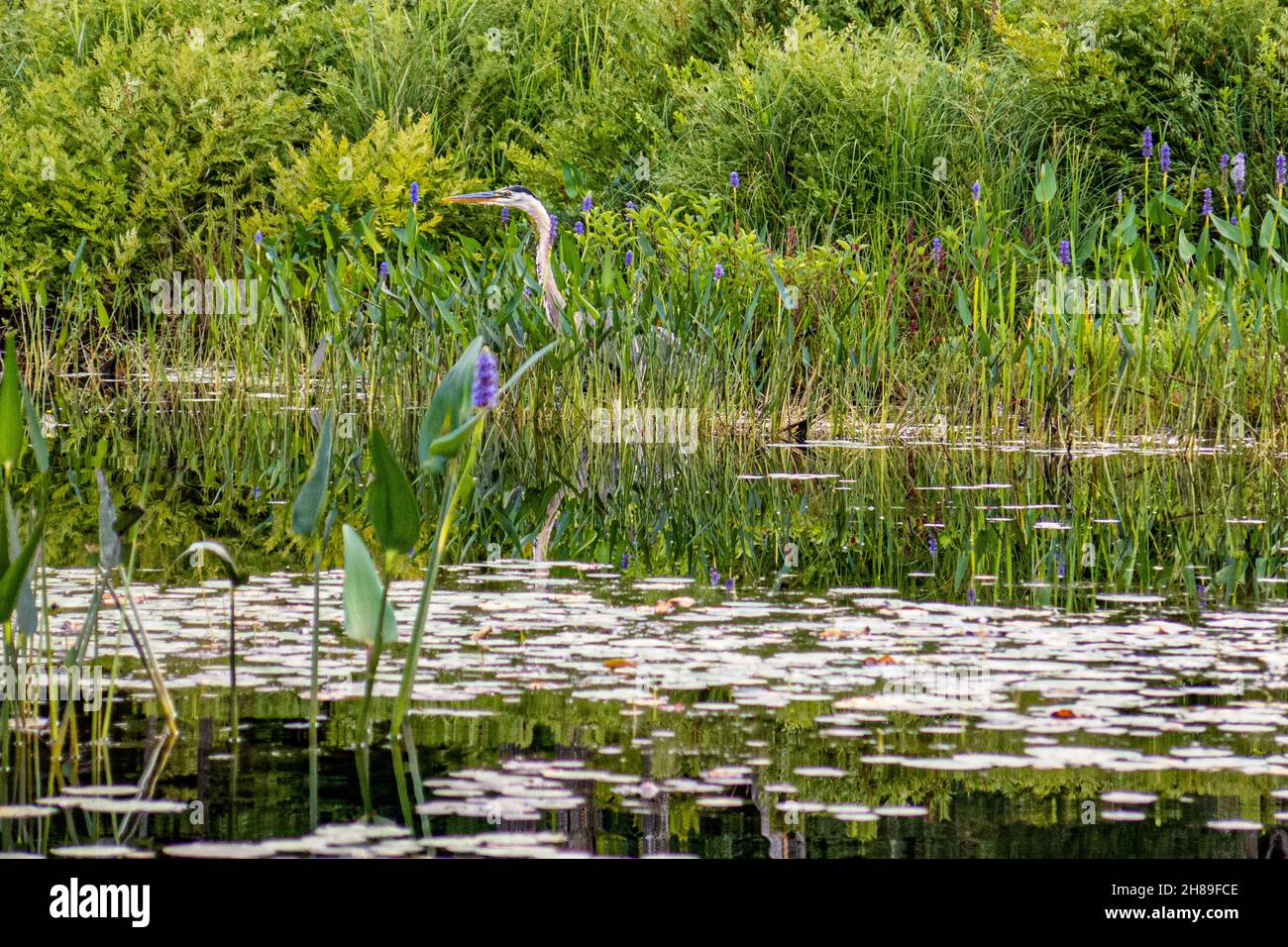 Un grand héron bleu se cachant parmi l'herbe et les mauvaises herbes de pickerell dans la rivière Tully à Royalston, ma Banque D'Images