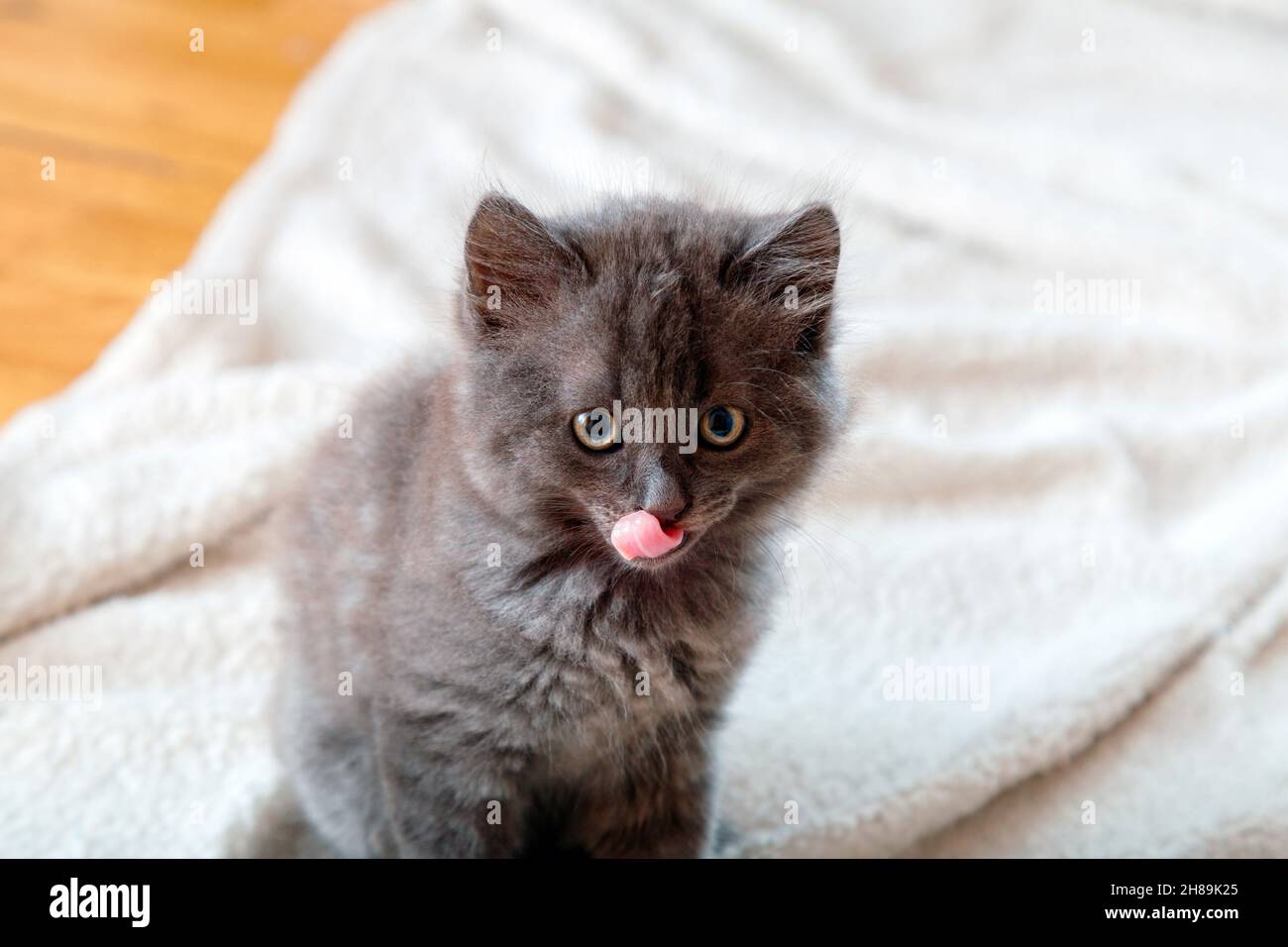 Joli gris doux chaton lèche les lèvres et regarde l'appareil photo.Gros plan portrait de chat avec un drôle d'appétit de visage et une langue qui dépasse. Chien affamé se régale à Banque D'Images