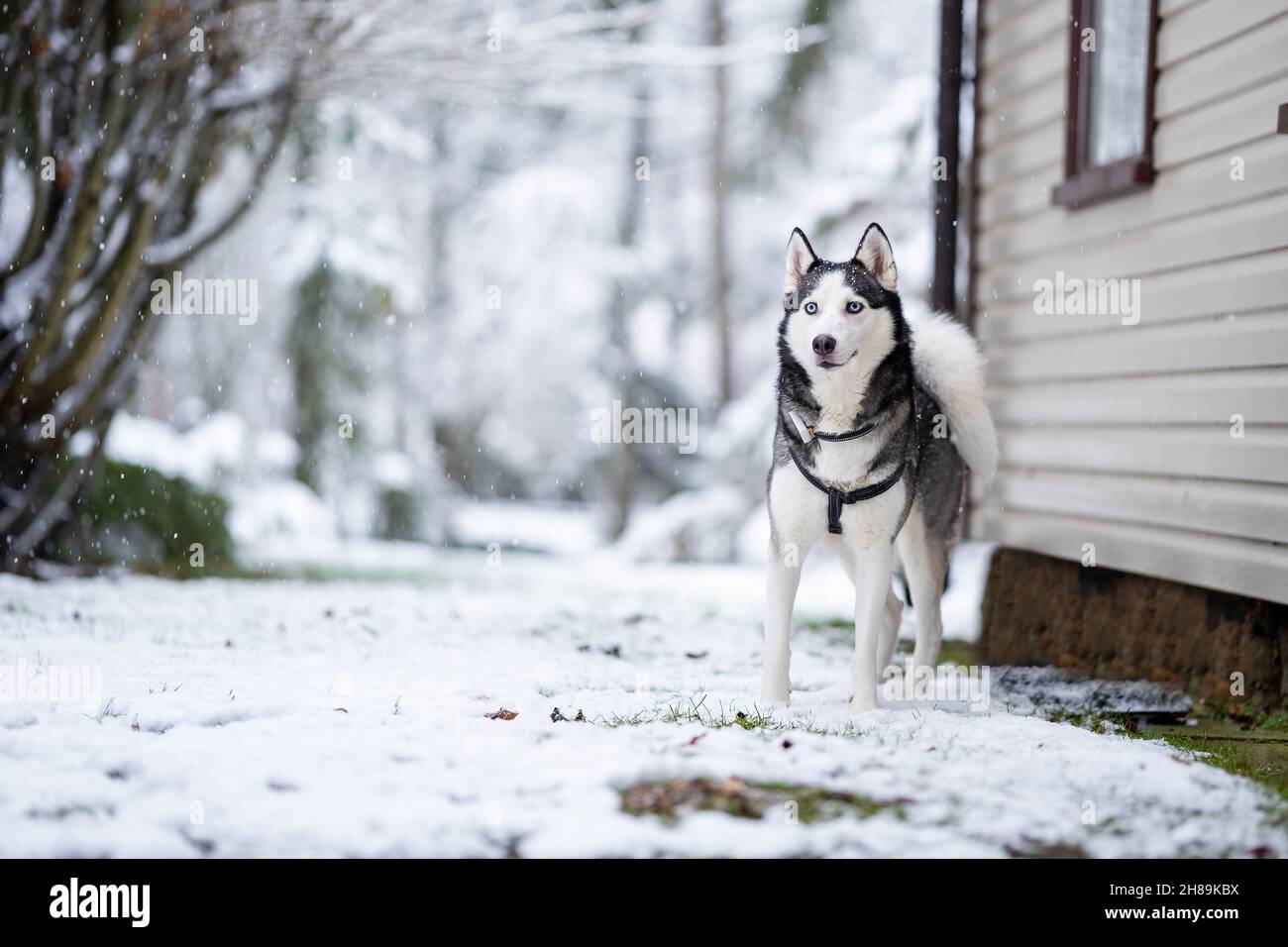 Un chien Husky se trouve près de la maison et me regarde Banque D'Images