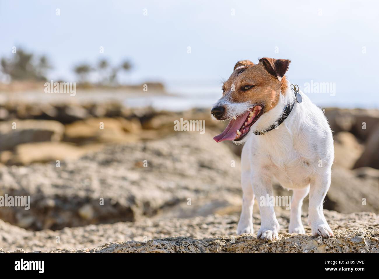 Un chien heureux qui marche sur la plage d'été se sent heureux et satisfait Banque D'Images
