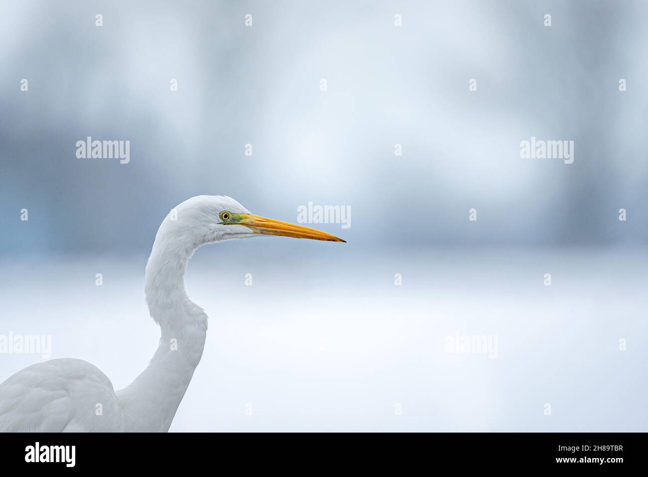 Gros plan d'une grande aigrette blanche Banque D'Images