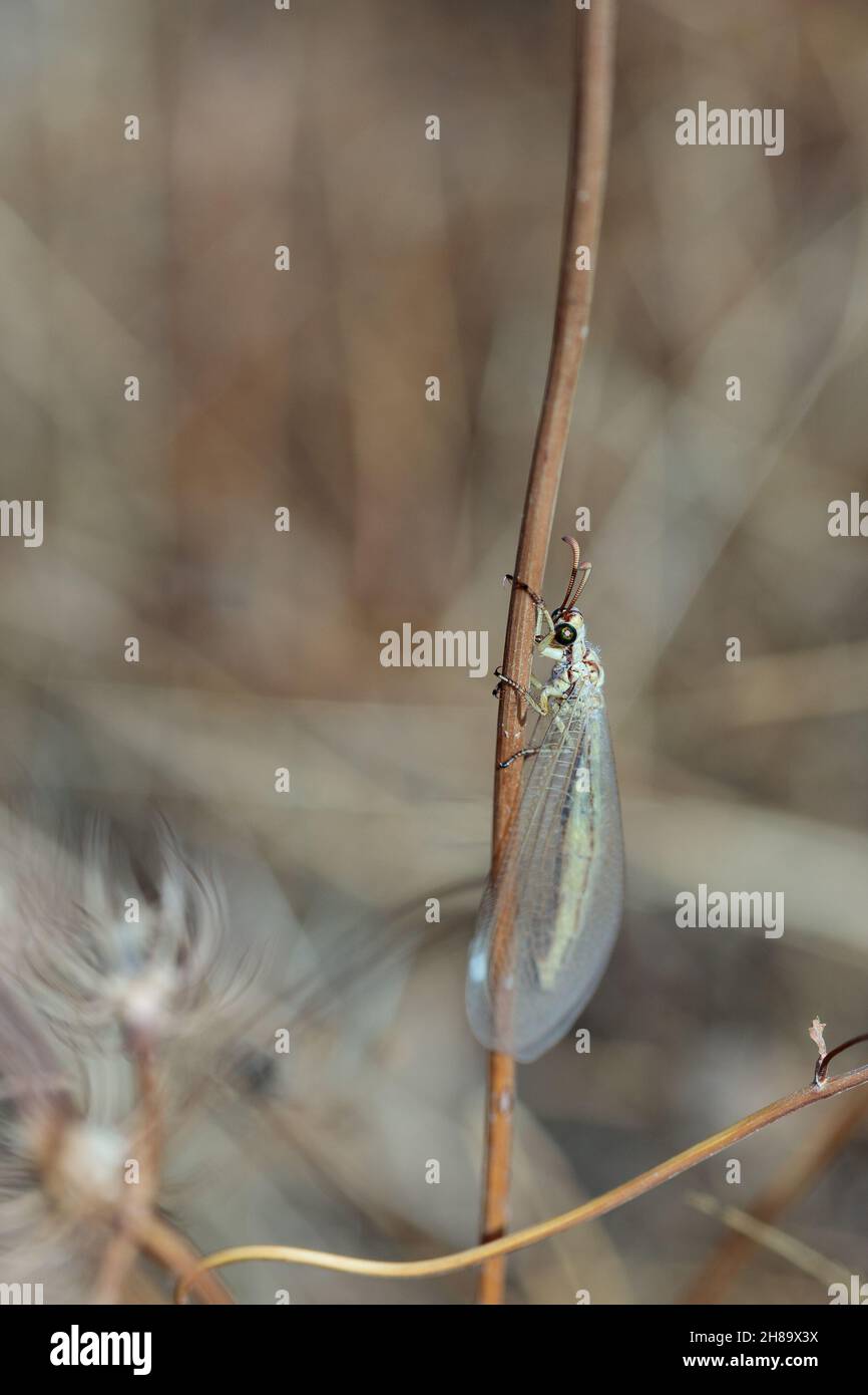 Antilion (famille des Myrmeleontidae).Insecte dans son environnement naturel. Banque D'Images