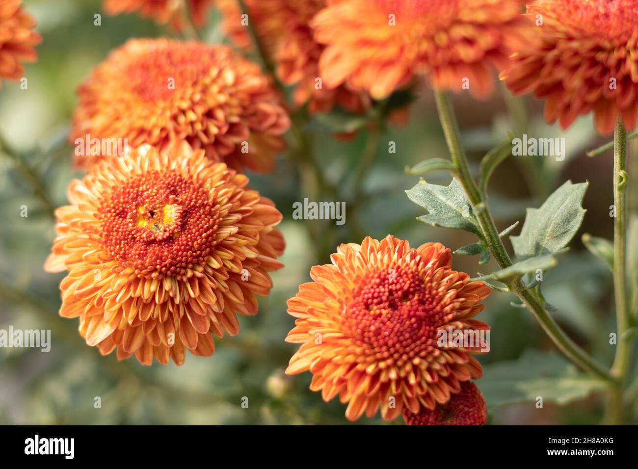 Le chrysanthème connu sous le nom de Chrysanths, le Guldavari indien ou le Guldawari Phool originaire d'Asie de l'est sont des genres de la famille des Asteraceae.Fleur brillante Banque D'Images