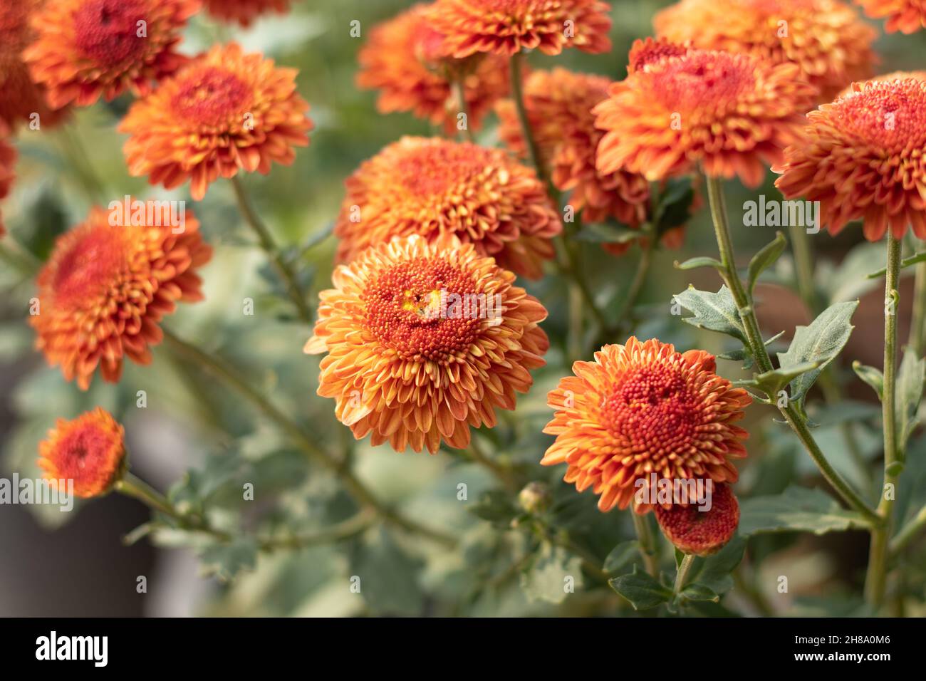 Le chrysanthème connu sous le nom de Chrysanths, le Guldavari indien ou le Guldawari Phool originaire d'Asie de l'est sont des genres de la famille des Asteraceae.Fleur brillante Banque D'Images