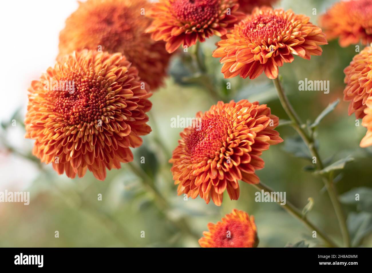 Le chrysanthème connu sous le nom de Chrysanths, le Guldavari indien ou le Guldawari Phool originaire d'Asie de l'est sont des genres de la famille des Asteraceae.Fleur brillante Banque D'Images