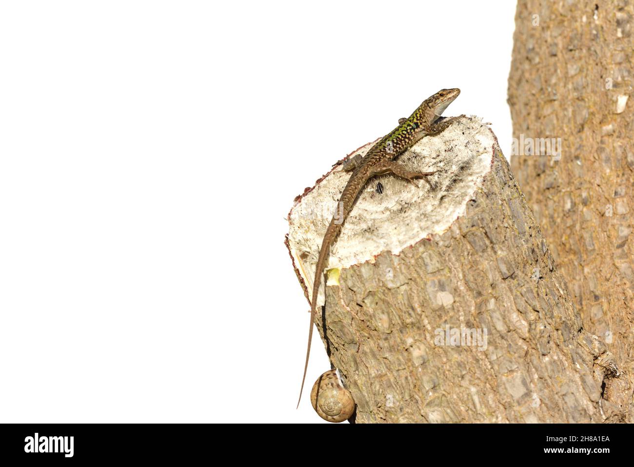 Un lézard est assis sur le tronc d'une paume.Une coquille d'escargot est également suspendue à la paume.Le tronc de l'arbre est isolé sur un fond blanc Banque D'Images