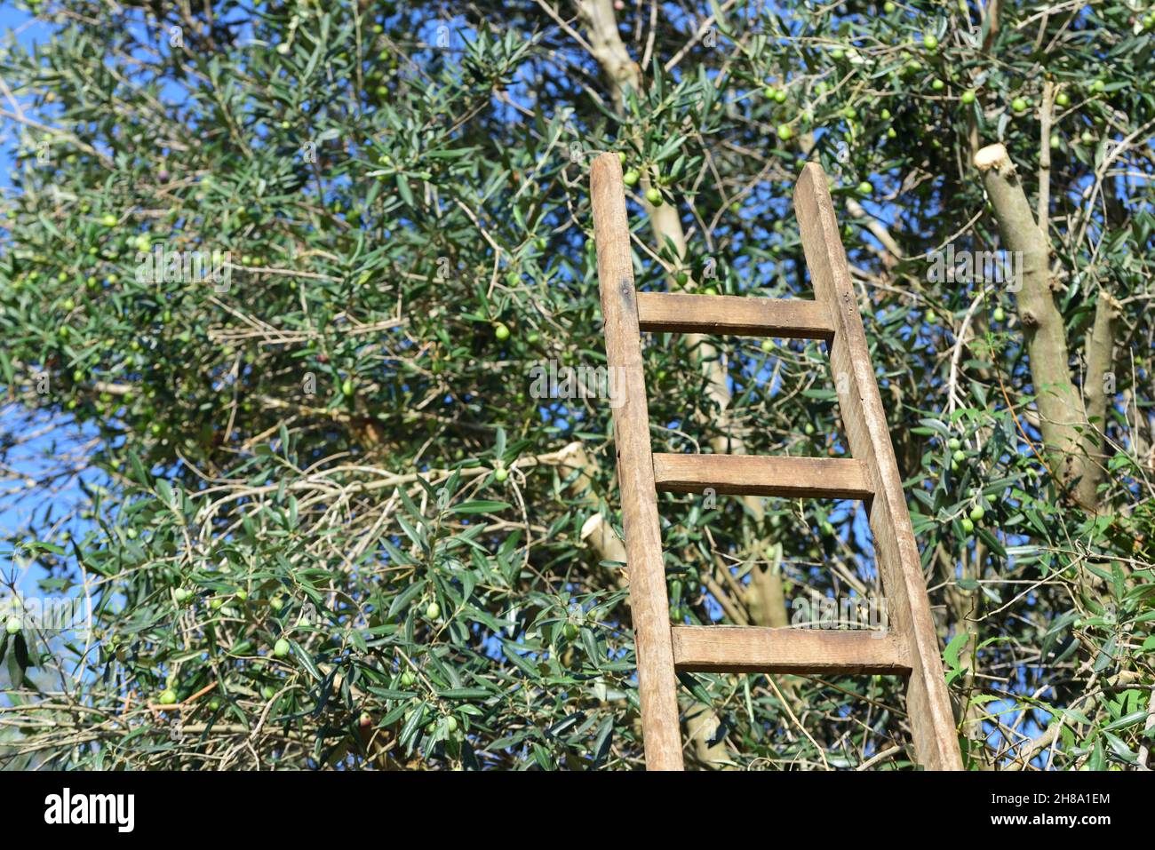 Une vieille échelle en bois s'appuie contre le tronc d'un olivier avec des olives qui y pendent, au moment de la récolte, contre un ciel bleu en Italie Banque D'Images Une vieille échelle en bois s'appuie contre le tronc d'un olivier avec des olives qui y pendent, au moment de la récolte, contre un ciel bleu en Italie Banque D'Images