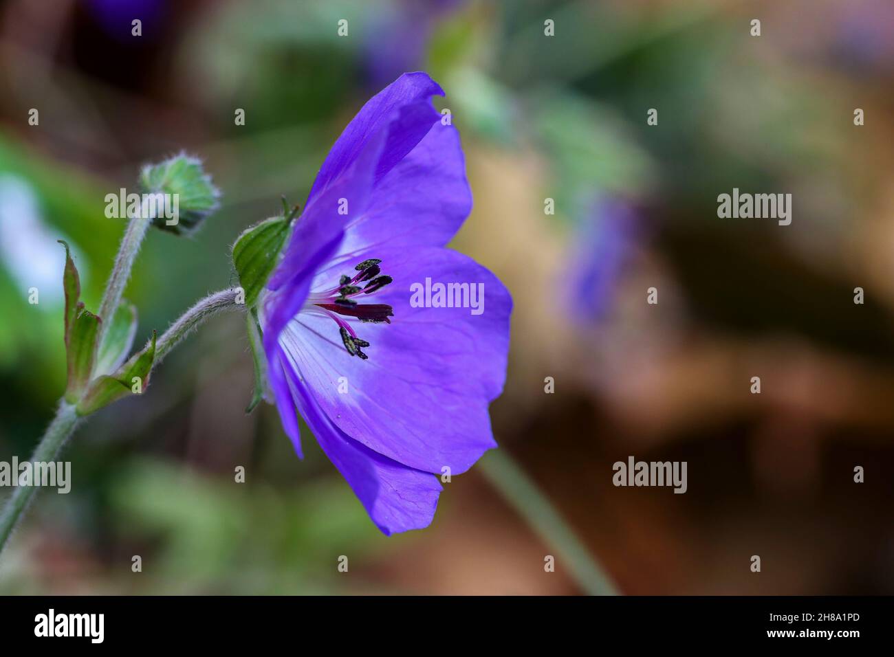 Gros plan fleur géranium pourpre avec pétales doux.Macro-nature avec arrière-plan flou.Concept croissance saine.Dublin, Irlande Banque D'Images