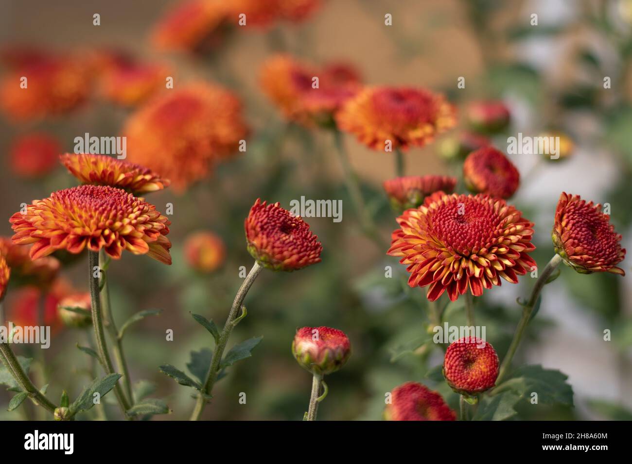Le chrysanthème connu sous le nom de Chrysanths, le Guldavari indien ou le Guldawari Phool originaire d'Asie de l'est sont des genres de la famille des Asteraceae.Fleur brillante Banque D'Images
