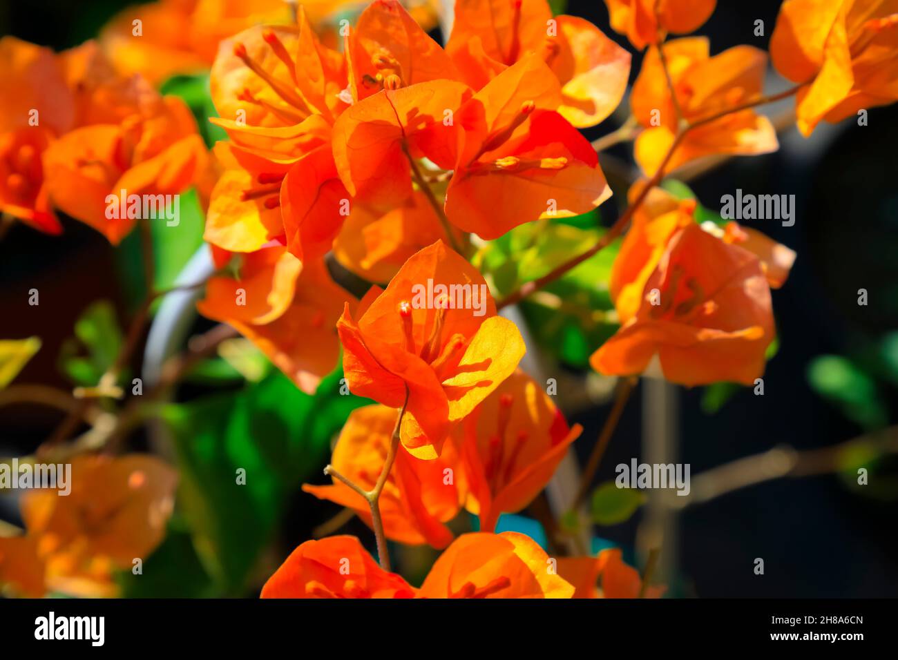 Fleurs colorées crée un fond floral naturel Banque D'Images