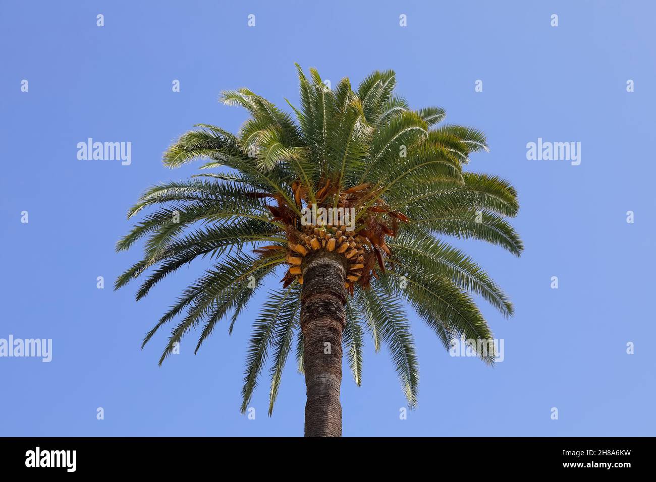 Le palmier avec ses feuilles vertes peut être vu sur fond bleu ciel. Banque D'Images
