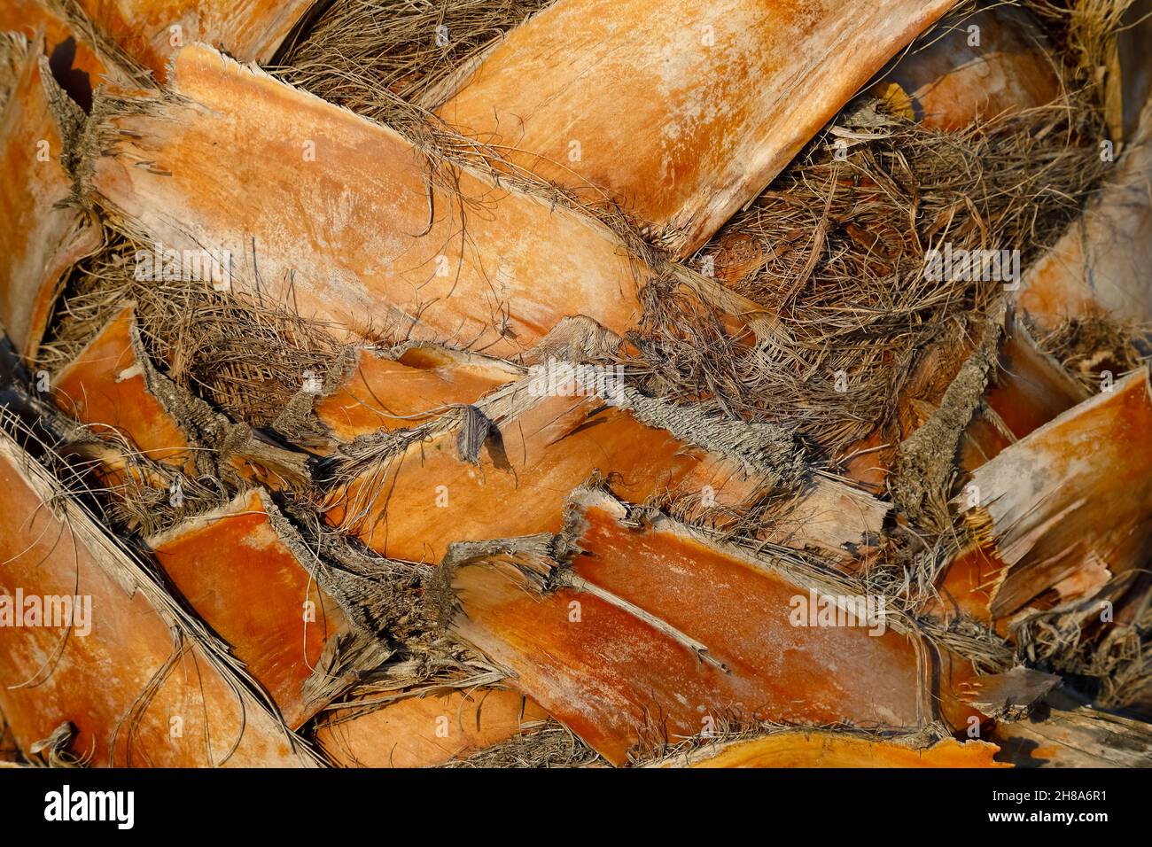 Parties du tronc du palmier avec tiges de feuilles tronquées Banque D'Images