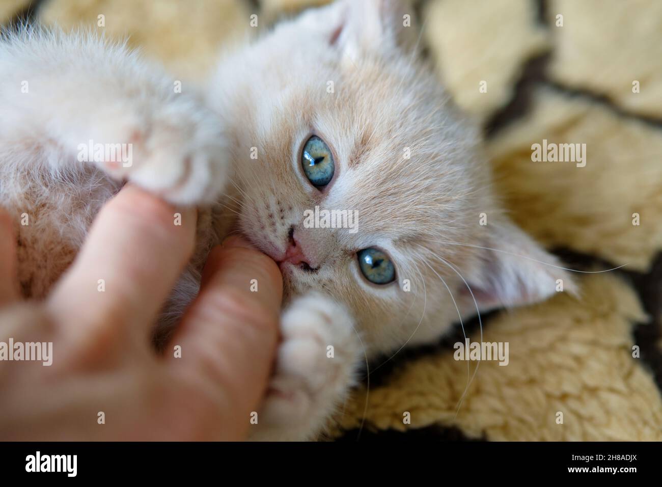 gros plan d'un adorable chaton regardant l'appareil photo et jouant avec une main humaine Banque D'Images
