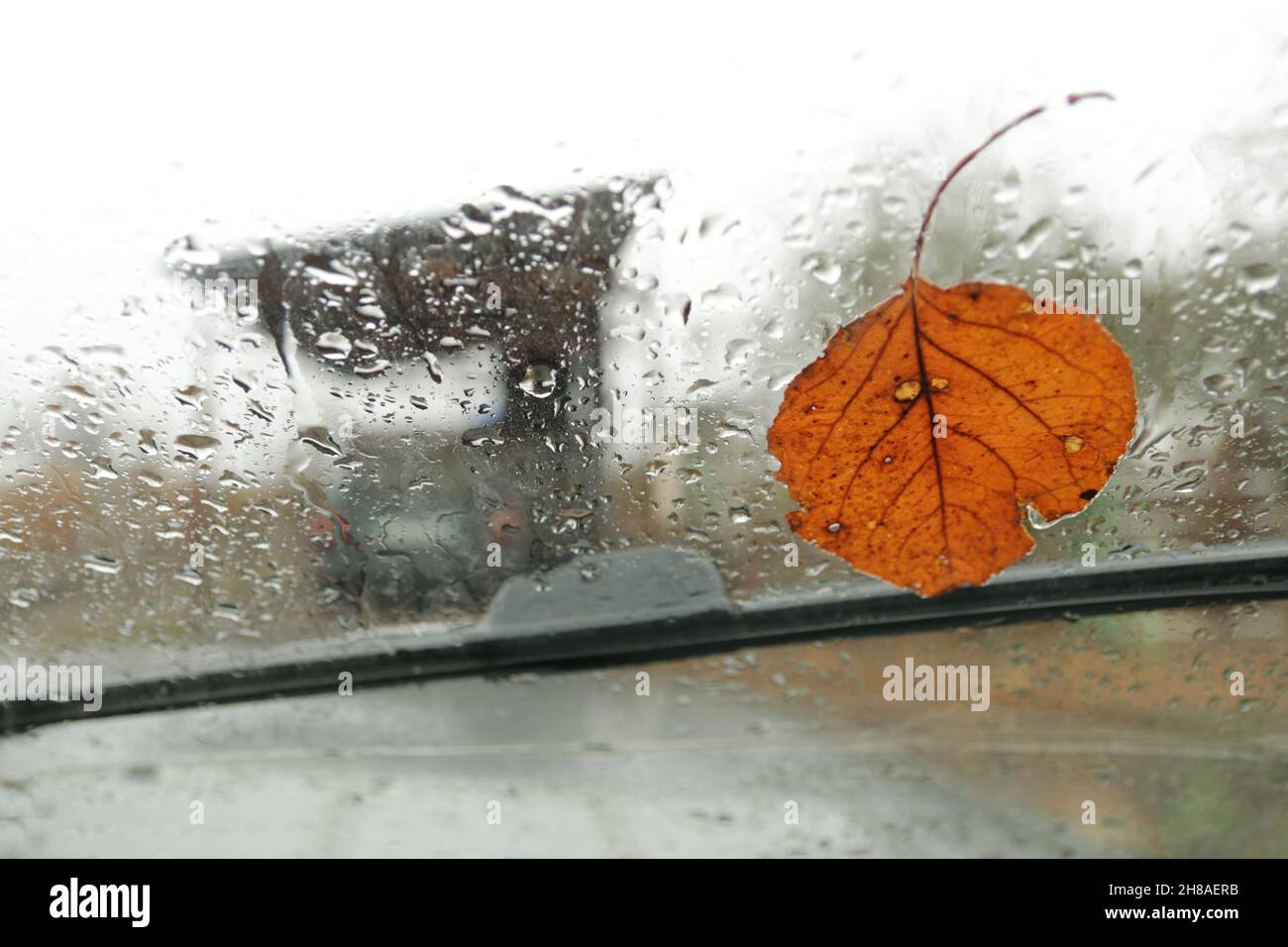 Feuilles d'automne collées sur le pare-brise mouillées par les gouttes de pluie.Vue depuis la voiture pour l'automne.Saison et météo. Banque D'Images