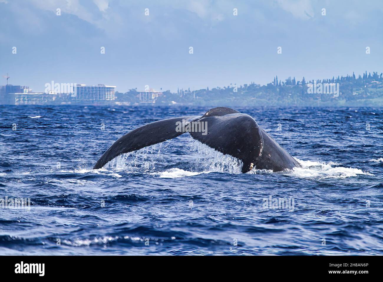 Une énorme queue de baleine à bosse qui rentre dans l'océan à Maui. Banque D'Images