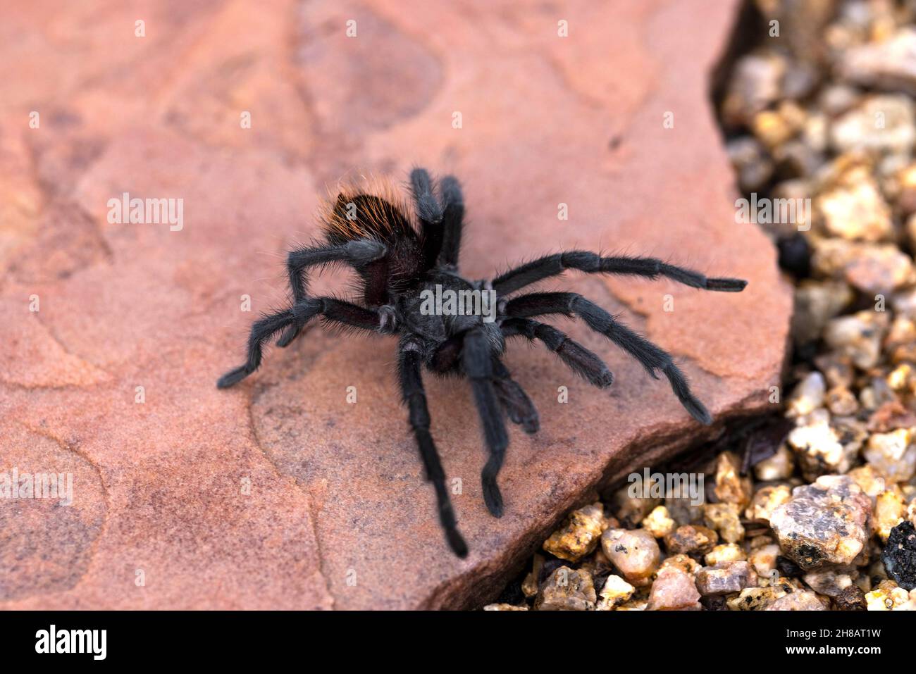 Phoenix, Arizona, Grand Canyon araignée Aphonopelma noire marchant sur une dalle rose. Banque D'Images