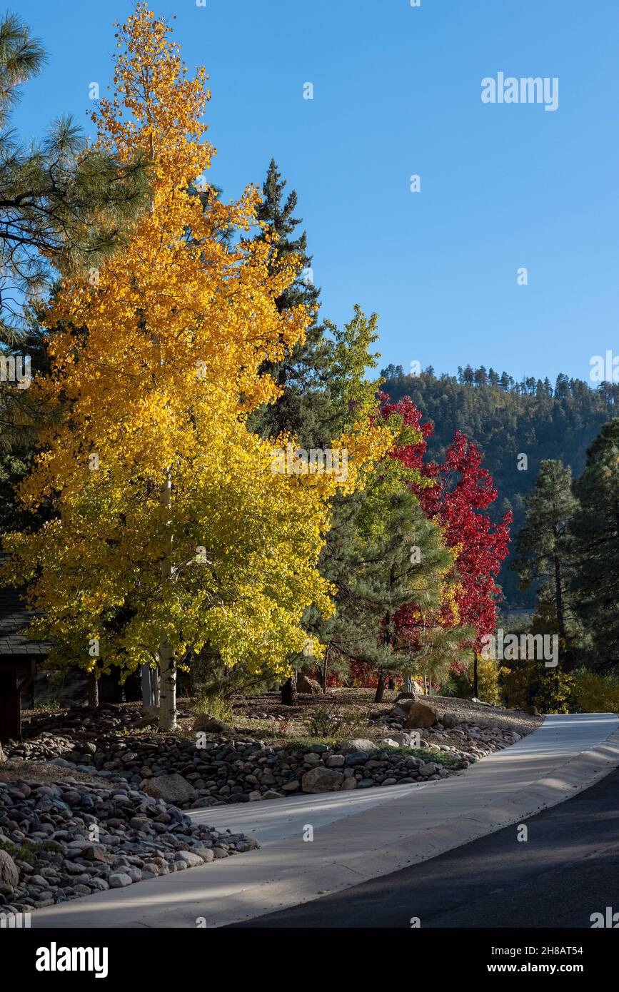 Rue bordée d'arbres à Prescott, en Arizona, composée d'Aspens, de Red Maples et de Ponderosa Pines Banque D'Images