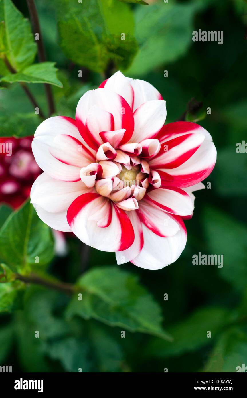 Gros plan de Dahlia Jamacia une dahlia miniature rouge et blanc à fleurs d'eau sur fond de feuilles vertes un gel tendre décidue vivace Banque D'Images