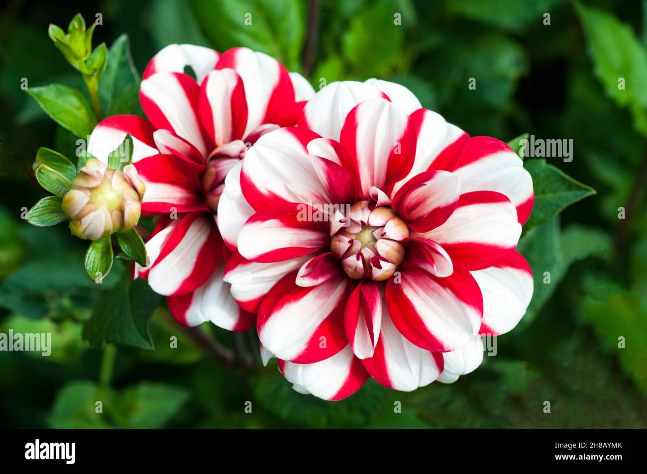 Gros plan de Dahlia Jamacia une dahlia miniature rouge et blanc à fleurs d'eau sur fond de feuilles vertes un gel tendre décidue vivace Banque D'Images