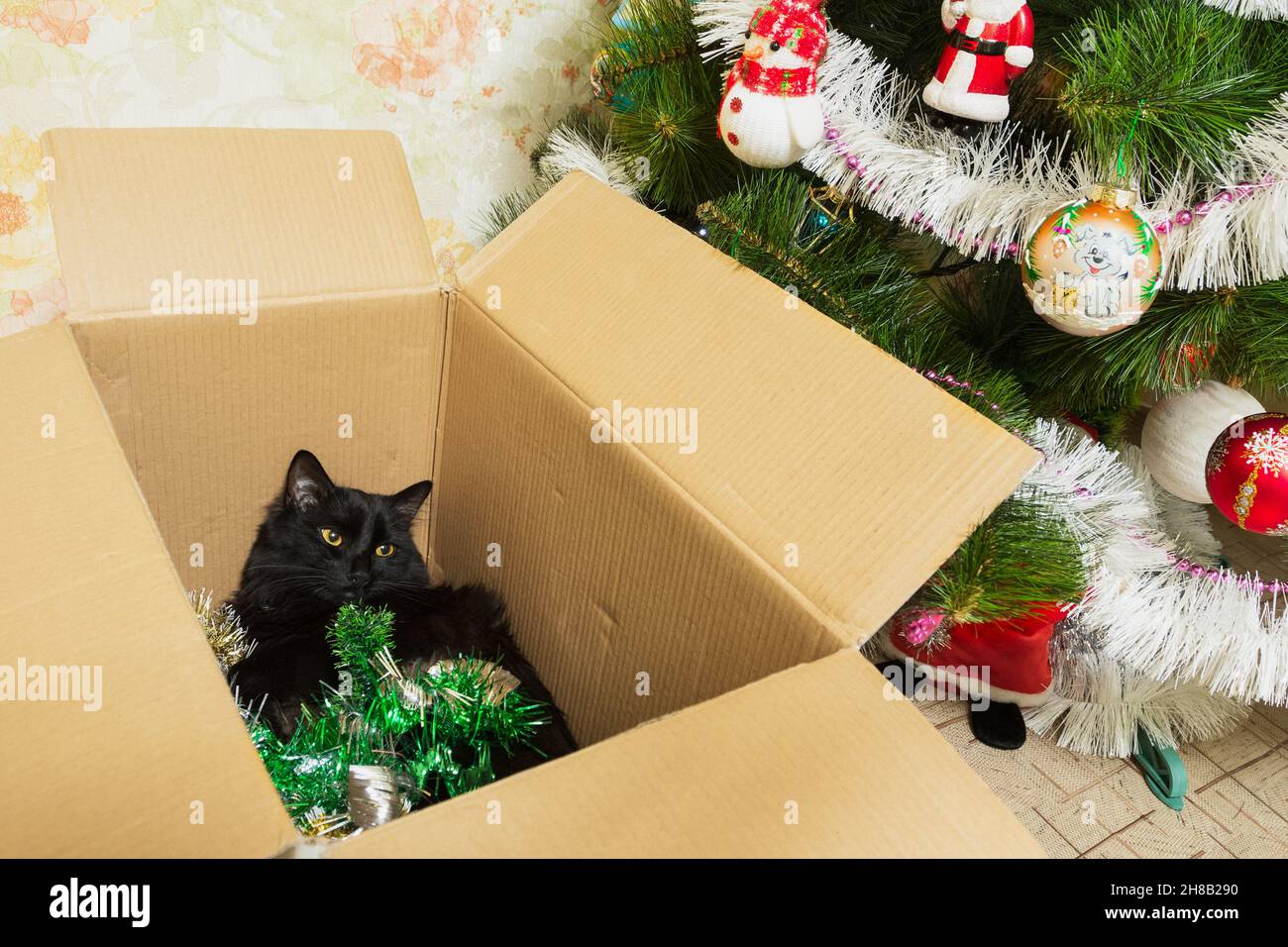 Chat dans une boîte en carton avec guirlande festive, cadeau. Banque D'Images