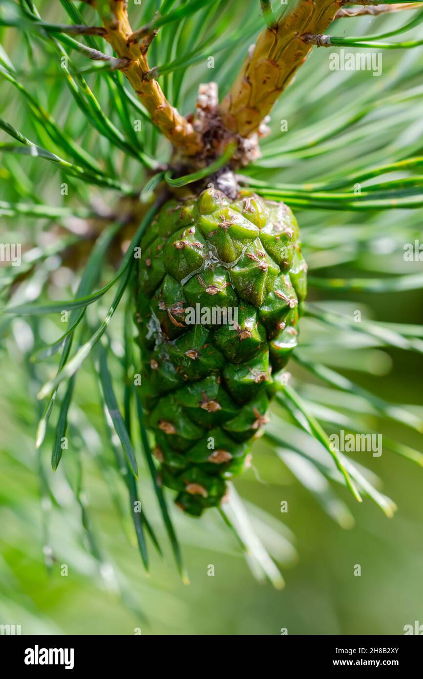 Sapin vert Conifer de Sprout Strobilus Macro Banque D'Images