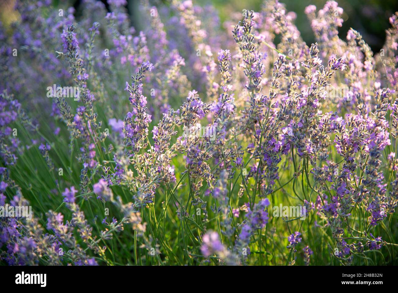 Gros plan de la lavande en fleurs dans le champ Banque D'Images