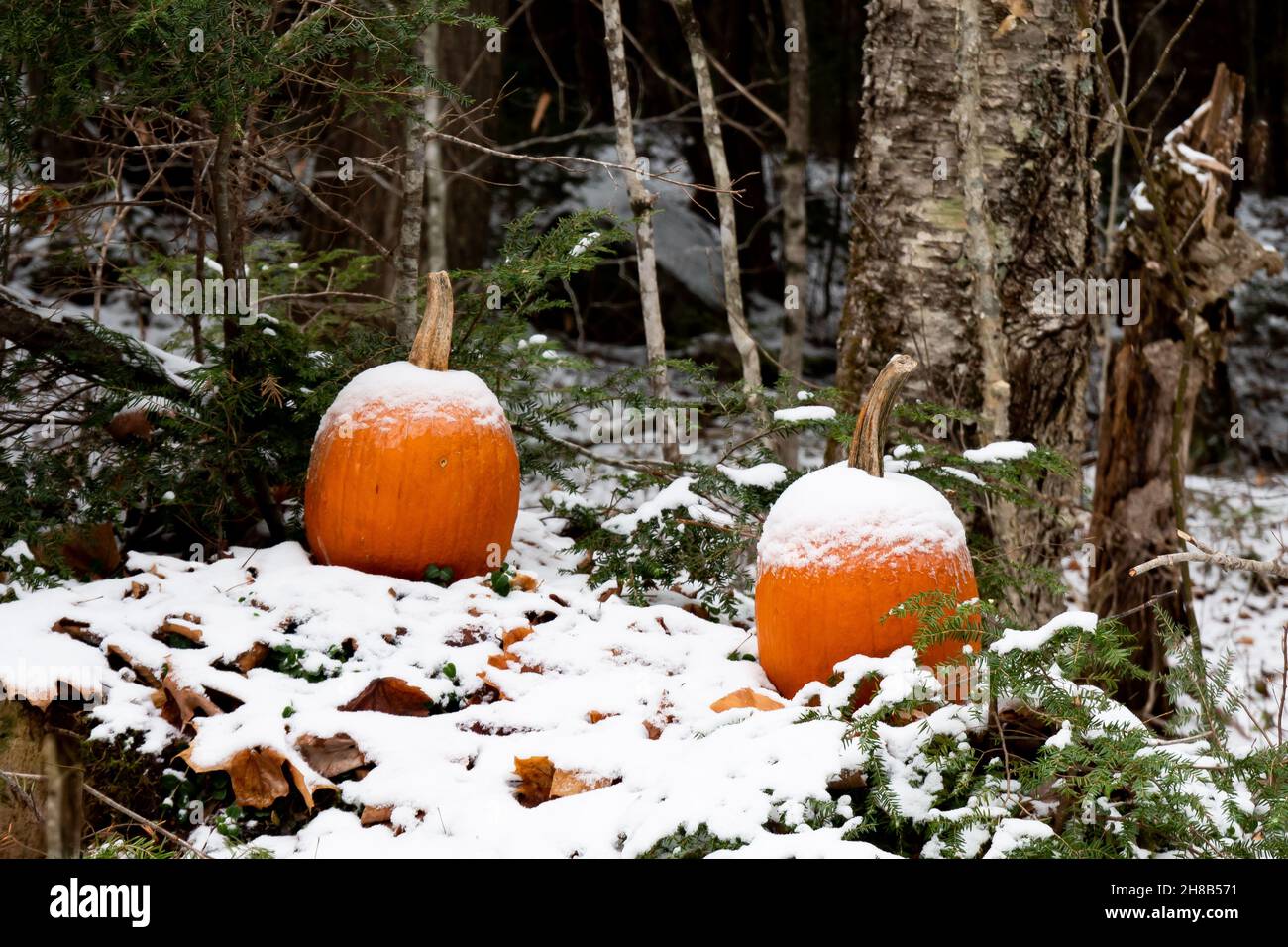 Deux citrouilles d'orange couvertes de neige laissées dans les montagnes Adirondack, dans la forêt des États-Unis de New York, comme nourriture pour la faune Banque D'Images