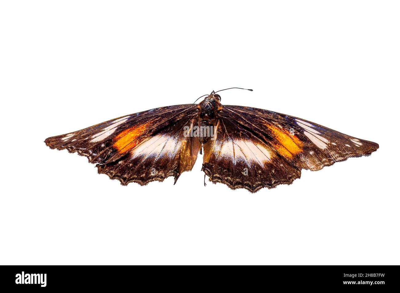 Papillon à la fois jaune, marron et blanc, isolé sur fond blanc, nature et faune Banque D'Images