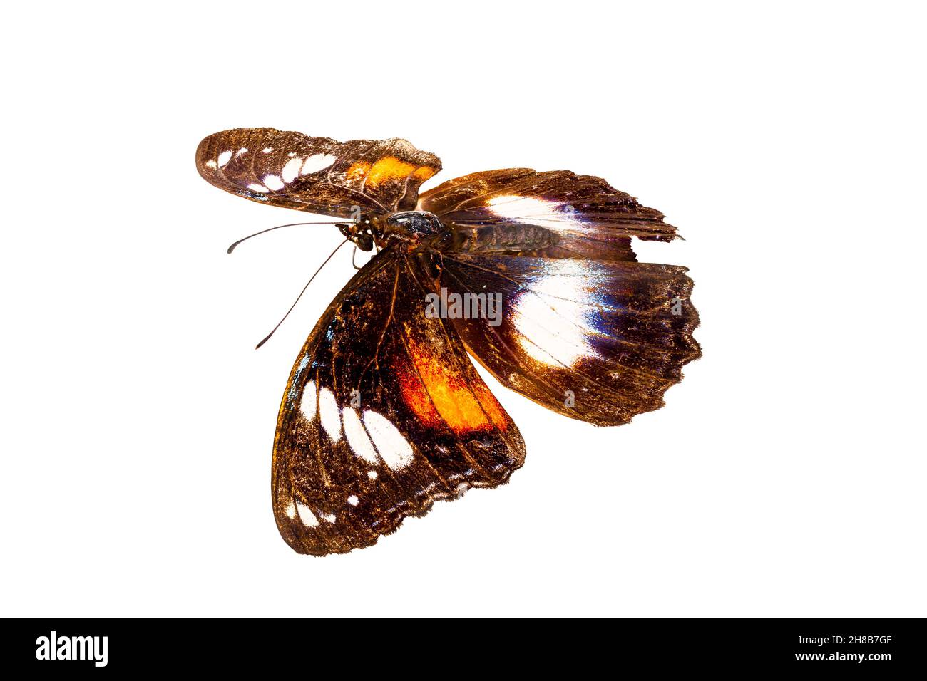 Papillon à la fois jaune, marron et blanc, isolé sur fond blanc, nature et faune Banque D'Images