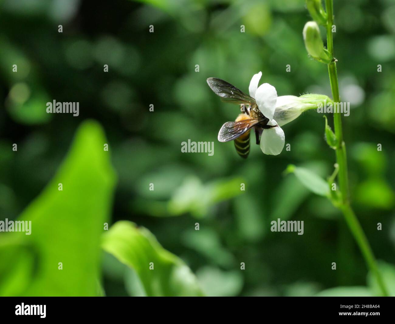 L'abeille géante cherche le nectar sur le violet chinois blanc ou le coromandel ou le renchgant rampant ( Asystasia gangetica ) fleuris dans le champ avec le vert naturel Banque D'Images L'abeille géante cherche le nectar sur le violet chinois blanc ou le coromandel ou le renchgant rampant ( Asystasia gangetica ) fleuris dans le champ avec le vert naturel Banque D'Images