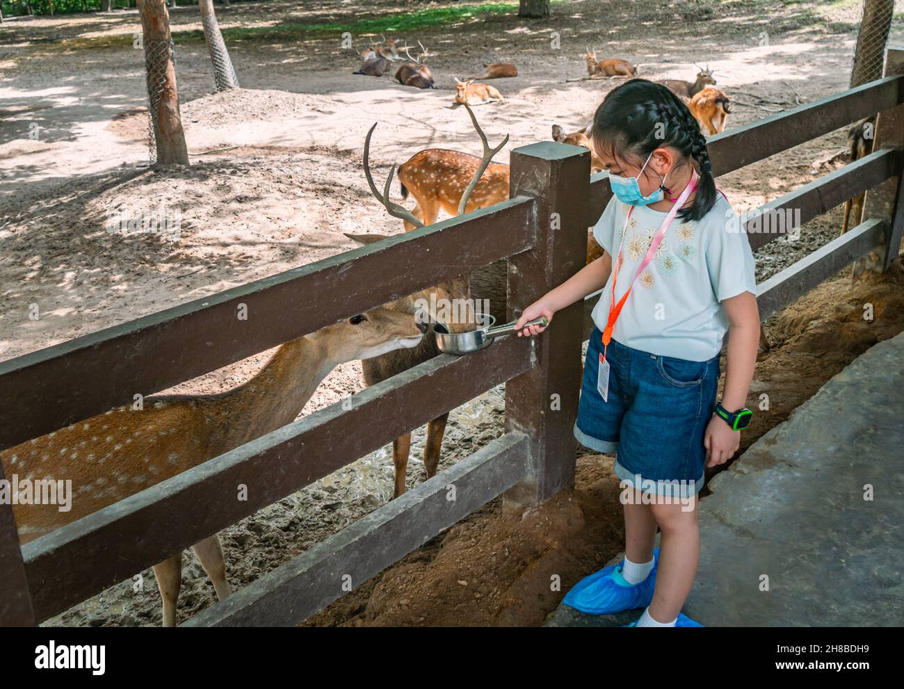 Petit enfant asiatique fille nourrissant un groupe de cerfs dans un zoo, enfant fille portant un masque facial ou un masque médical, tenant la poignée en aluminium pot avec de la nourriture pour les enfants Banque D'Images