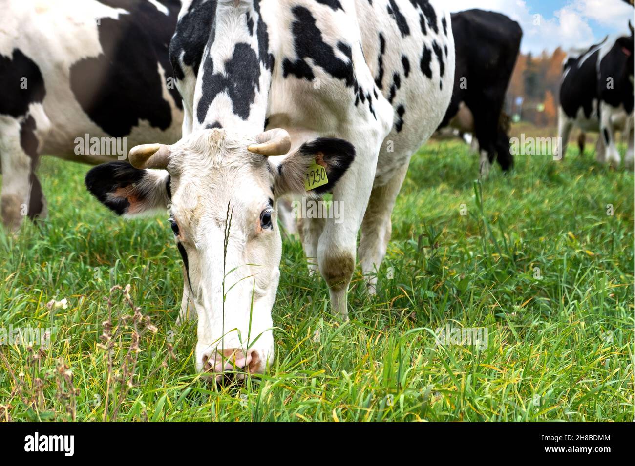 Taches vache paître dans un pré avec un troupeau de ferme Banque D'Images