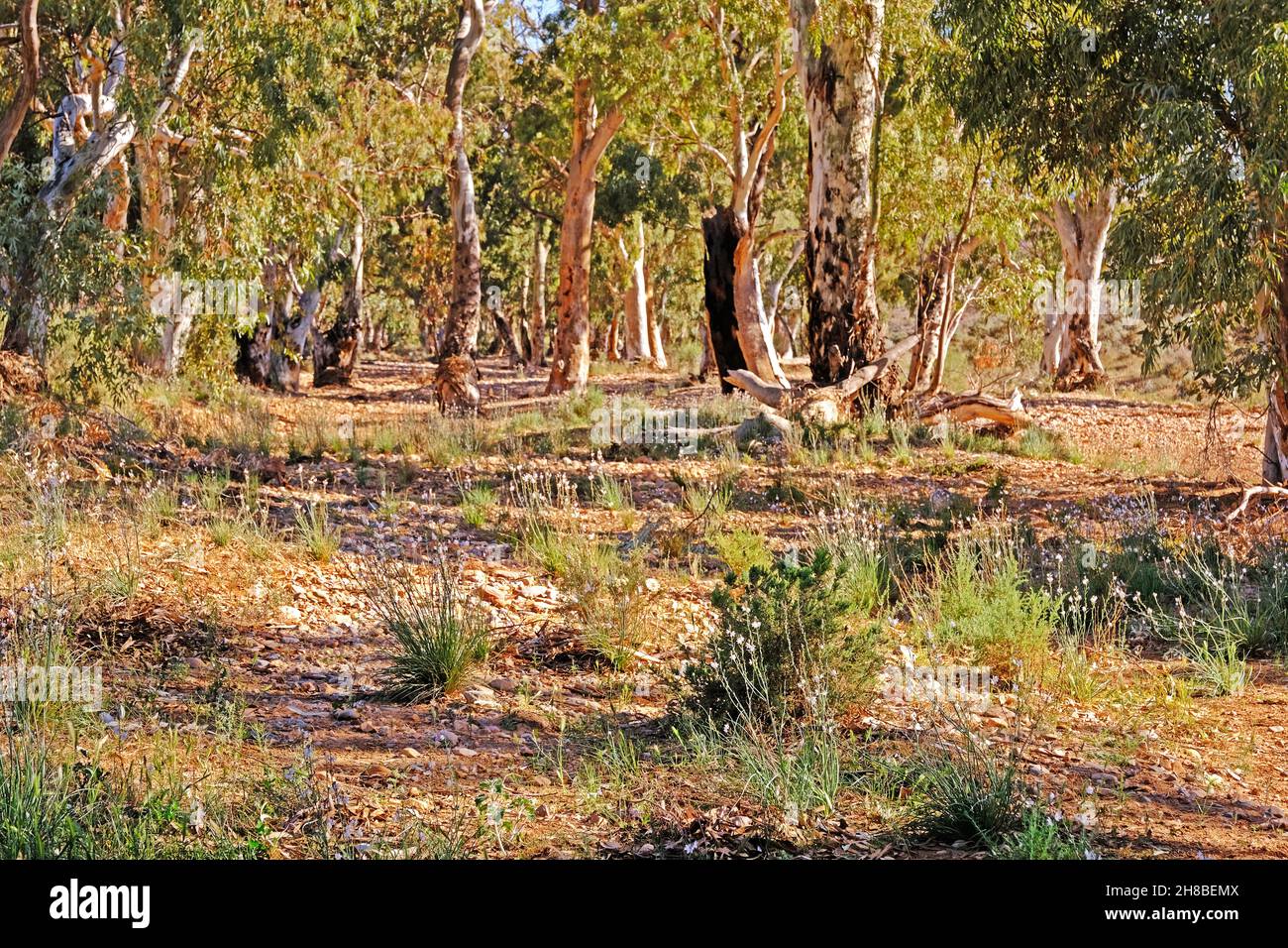 Gommes River Red se tenant dans un lit de ruisseau sec près des ruines de Kanyaka Homestead dans les Flinders Ranges en Australie Banque D'Images