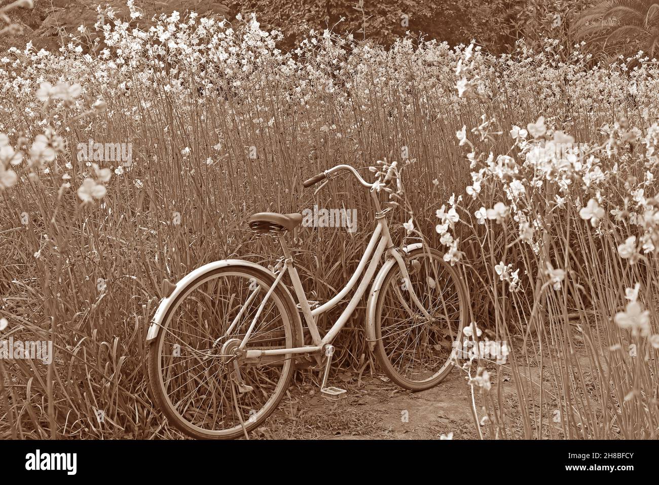 Ton sépia d'un vélo dans les champs de fleurs Banque D'Images