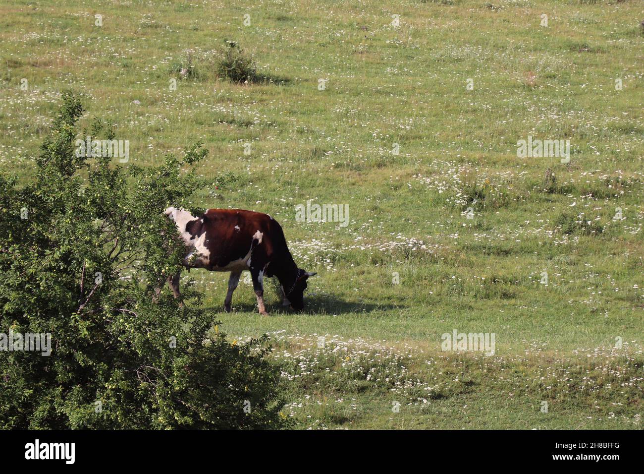Vache en pâturage dans le champ au printemps Banque D'Images