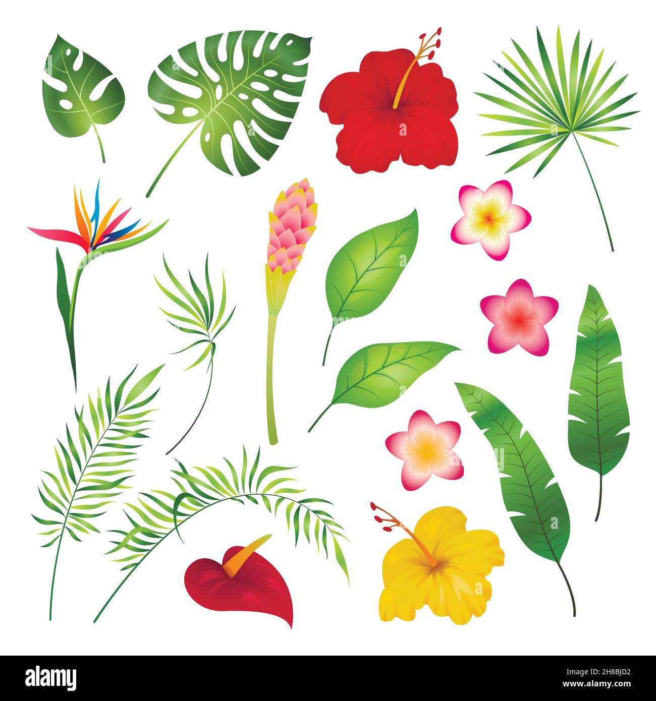 Fleurs et feuilles tropicales.Caraïbes tropical fleur hibiscus orchidée hawaii exotique, jardin jungle image d'été Illustration de Vecteur
