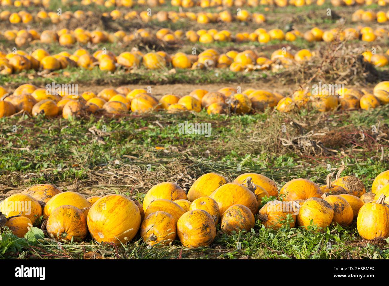 Champ clos avec rangée de citrouilles mûres Banque D'Images