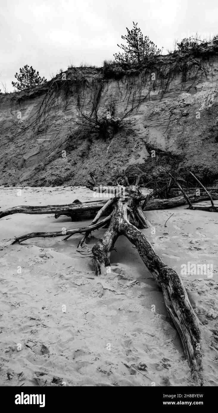 Forêt morte, Baie d'Authie, Berck sur Mer, pas de Calais, Picardie,Nord-Ouest de la France Banque D'Images
